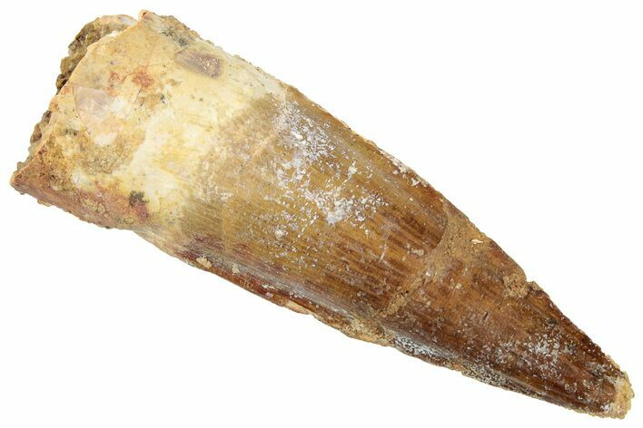 Fossil Spinosaurus Tooth - Real Dinosaur Tooth #322292